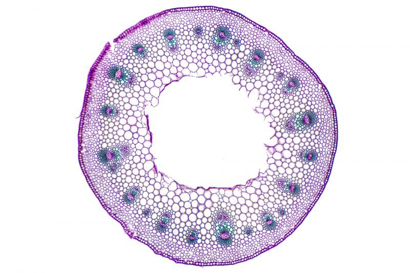 Light micrograph of a stained section of plant tissue from a primary dicot stem. 10× magnification